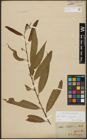 Foto von Salix alba L. x Salix fragilis L.